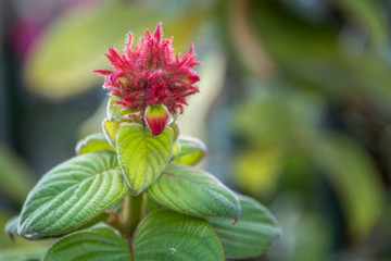 Mysterious and beautiful red flower that will bring everyboy's attention