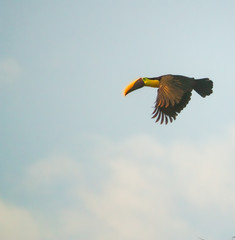 An isolated toucan in blue sky flying towards the setting sun above red tinged clouds.