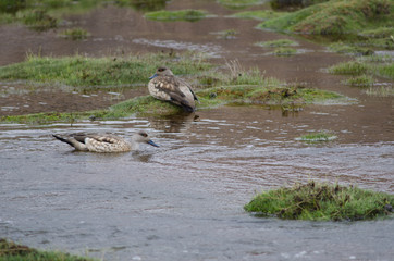 Andean crested ducks Lophonetta specularioides alticola in the Lauca River.