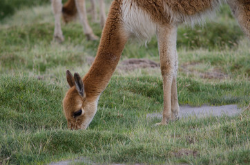 Vicuna Vicugna vicugna grazing in a meadow.