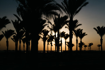 Palm trees on the seaside and sunset