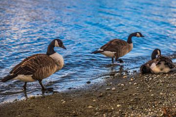 Family of geese