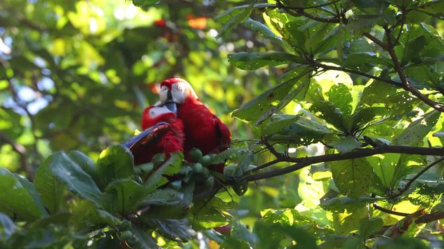 Scarlet Macaw feeding on nuts on Osa Peninsula Costa Rica