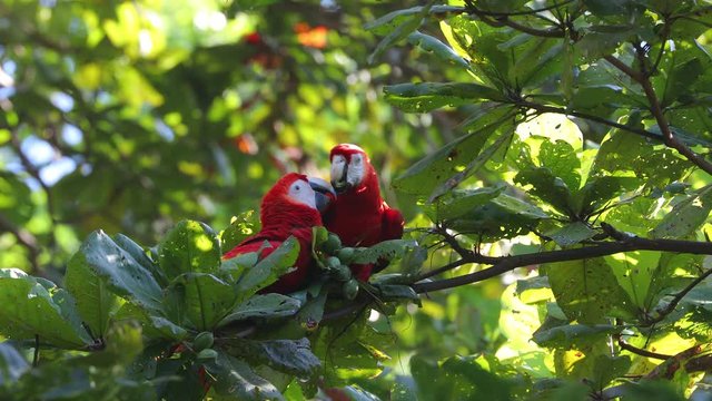 Scarlet Macaw feeding on nuts on Osa Peninsula Costa Rica