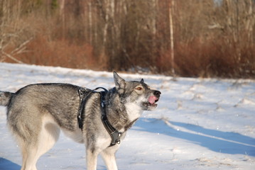Fototapeta premium Dog walks on a frosty clear day