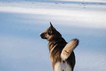 Dog walks on a frosty clear day
