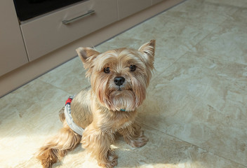 Yorkshire terrier is sitting on the floor alone. Little dog stayed at home and waiting for the owner