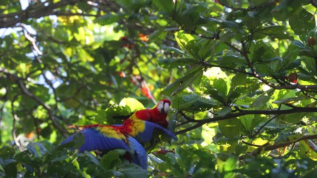 Scarlet Macaw feeding on nuts on Osa Peninsula Costa Rica