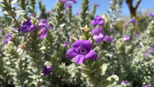 Purple Texas Sage