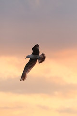 Möwe im Sonnenuntergang