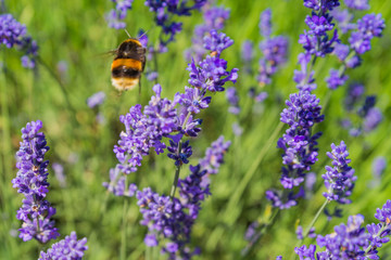 bee on lavender flower