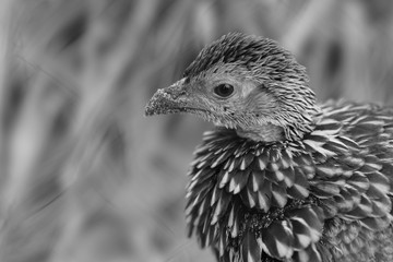bird