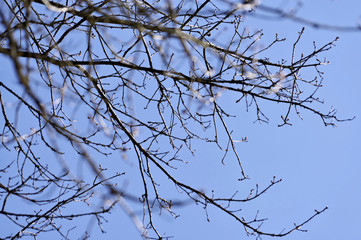 branches
