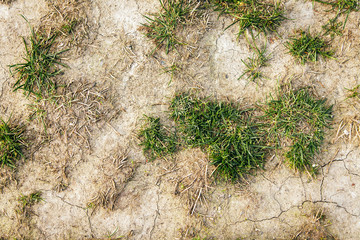 Dry ground texture with grass
