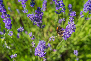 bee on lavender