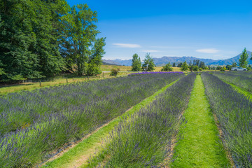 Fototapeta na wymiar Lavender farm field in Wanaka