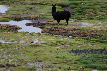 Andean goose and alpaca in the background.