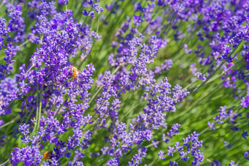 Obraz premium bukiet kwiatów lawendy