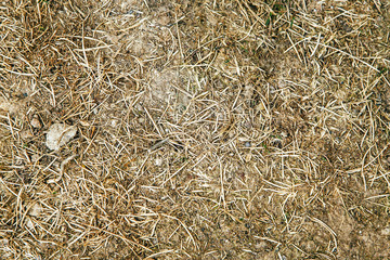 Texture of dried grass without water