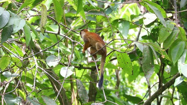 Sqirrel Monkeys in Costa Rica Osa Peninsula