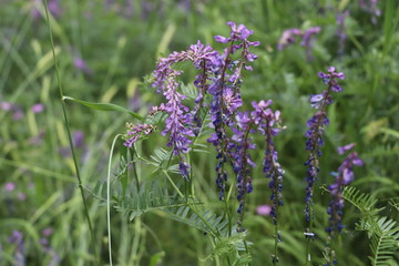 Beautiful wild blue purple flowers
