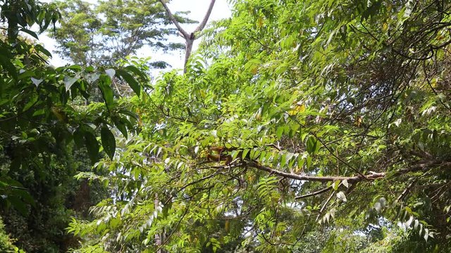 Sqirrel Monkeys in Costa Rica Osa Peninsula