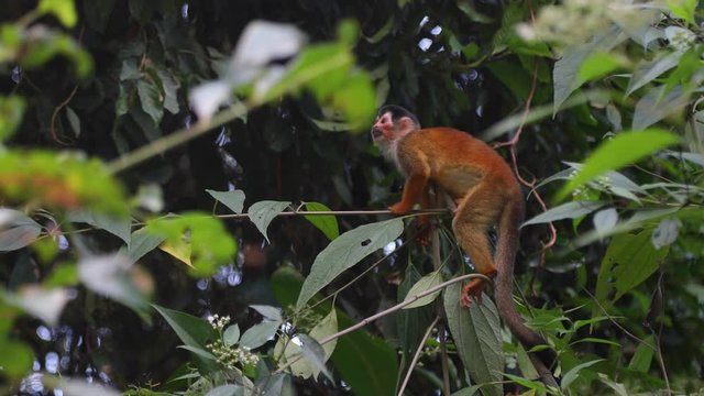 Sqirrel Monkeys in Costa Rica Osa Peninsula