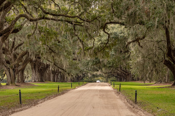 Obraz premium The Trail to Plantation