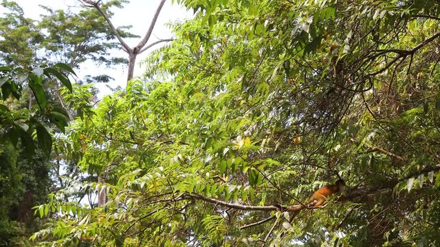 Sqirrel Monkeys in Costa Rica Osa Peninsula