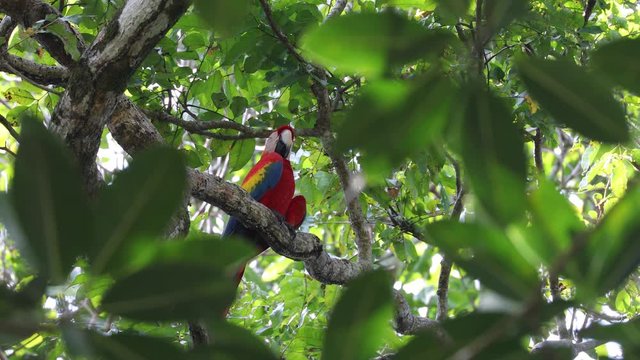 Scarlet Macaw feeding on nuts on Osa Peninsula Costa Rica