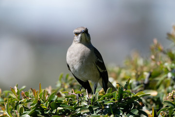 northern mockingbird