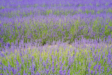 Fototapeta premium Lavender farm field in Wanaka