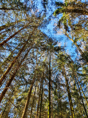 Fototapeta premium trees in the forest