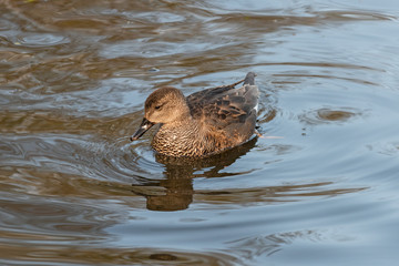 Portrait of adult male gadwall floating in water