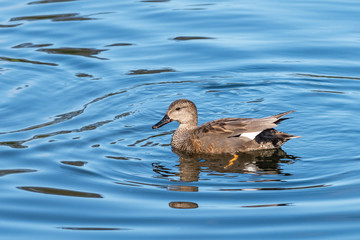 Portrait of adult male gadwall floating in blue water
