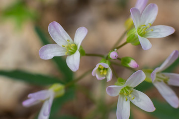 wild forest flower