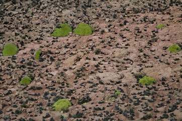 Yaretas Azorella compacta in Lauca National Park.