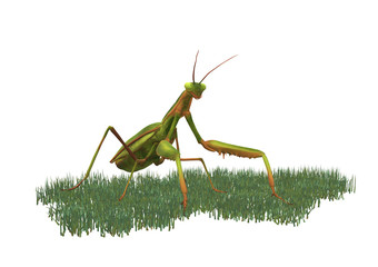 Gottesanbeterin auf Gras