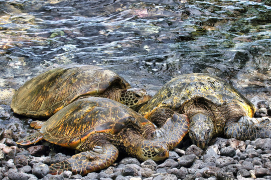 Large green sea turtles resting on the rocky shore.