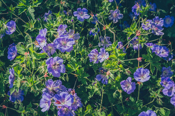 blue flowers on green background