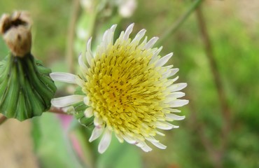 Sonchus oleraceus flower, common sowthistle in Florida nature, closeup