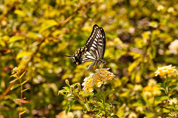 Beautiful asian swallowtail butterfly resting on a bush.