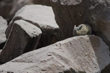 Southern viscacha Lagidium viscacia resting between rocks.