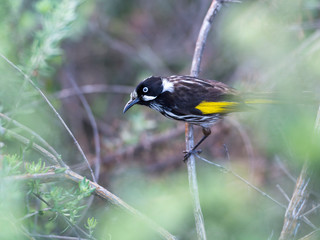 Holland Honeyeater in the bush, Sydney Australia