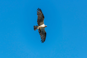 Hunting Osprey, Byron Bay Australia