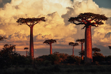 Baobab trees at sunset 