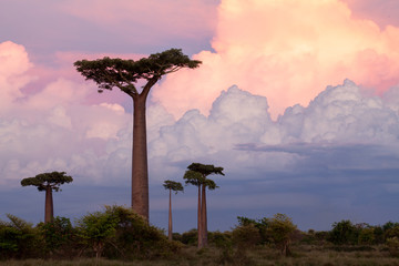 Baobab trees at sunset 