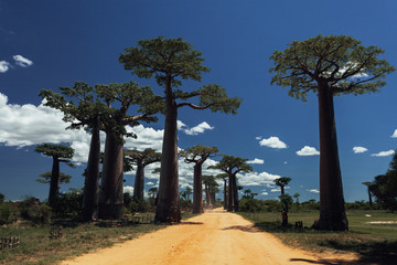 Fototapeta na wymiar Baobab trees in The Avenue of the Baobabs, Morondova Madagascar