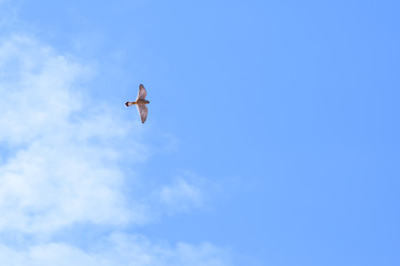 parrot flying on a clean blue sky