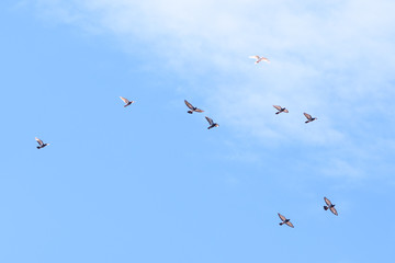 group of pigeons flying on blue sky